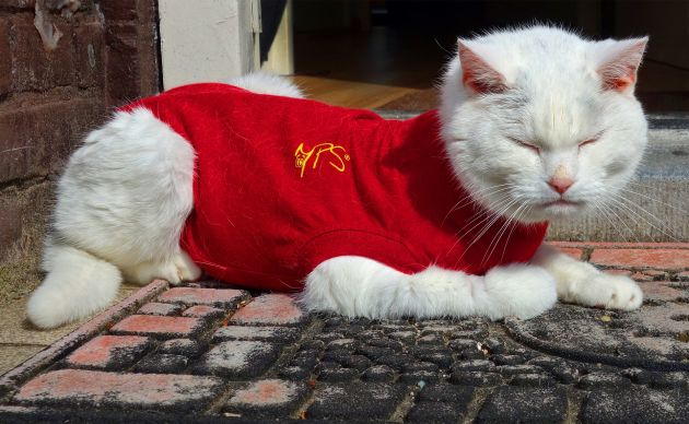 Одежда для кошек